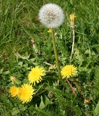 Löwenzahn-mit-Pusteblume.jpg